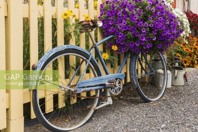 Old blue bicycle against beige painted picket fence and decorated with Petunia hybrida x 'Purple Wave' flowers in front yard country garden in summer, Quebec, Canada - August