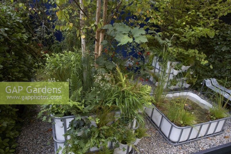 The IBC Pocket Forest. Intermediate Bulk Containers re-purposed as planters. Plants include Asplenium scolopendrium, Dryopteris, Polystichum, Astrantias and aquatics.  Designer: Sara Edwards. Chelsea Flower Show 2021.