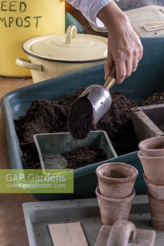 Step by Step Seed Planting, filling seed tray with seed compost