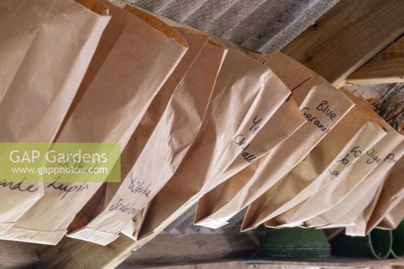 Saving summer flowers seed in paper bags in potting shed