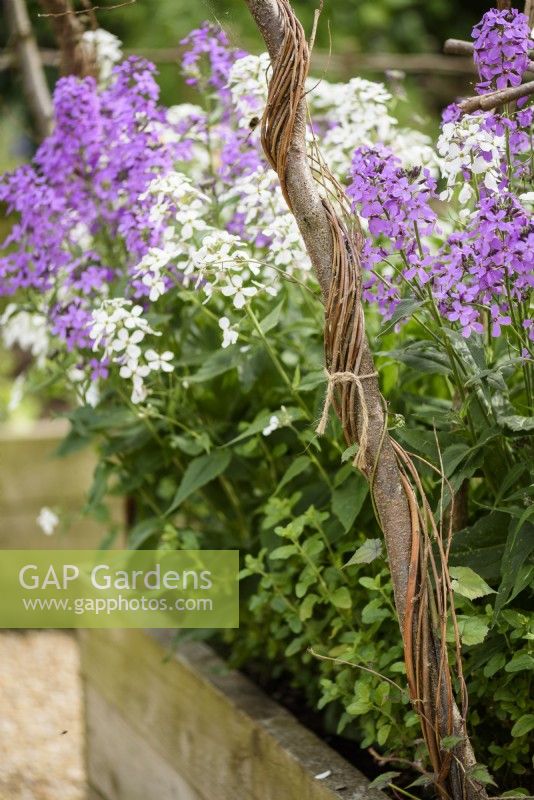 Plant support woven with willow wands in a raised bed planted with sweet rocket, Hesperis matronalis, in June