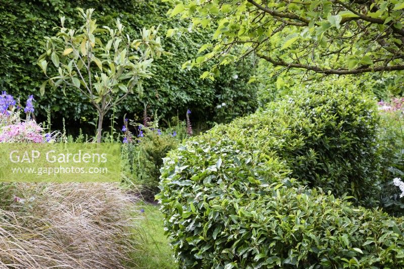 Laurel hedge beside billowing Anemanthele lessoniana, pheasant grass, in a June garden