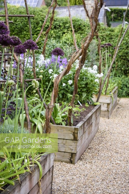 Raised beds with hazel plant supports in a June garden