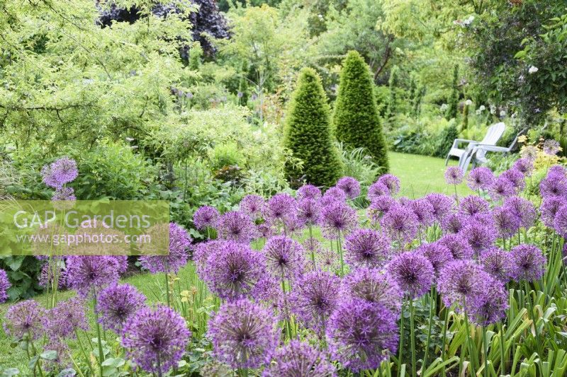 Allium 'Purple Rain' in a June garden