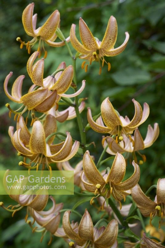Lilium martagon - orange martagon lily
