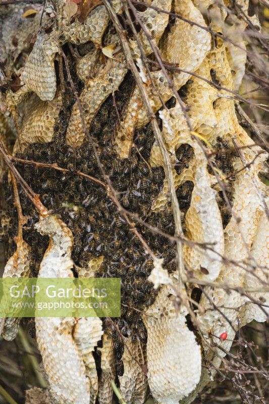 Mass of wild honey bees - Apis mellifera- on hive established in a bush of Bereberis in garden