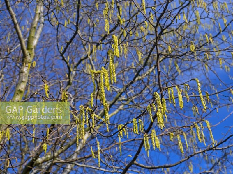 Male catkins of hazel - Corylus avellana against a blue sky  winter February