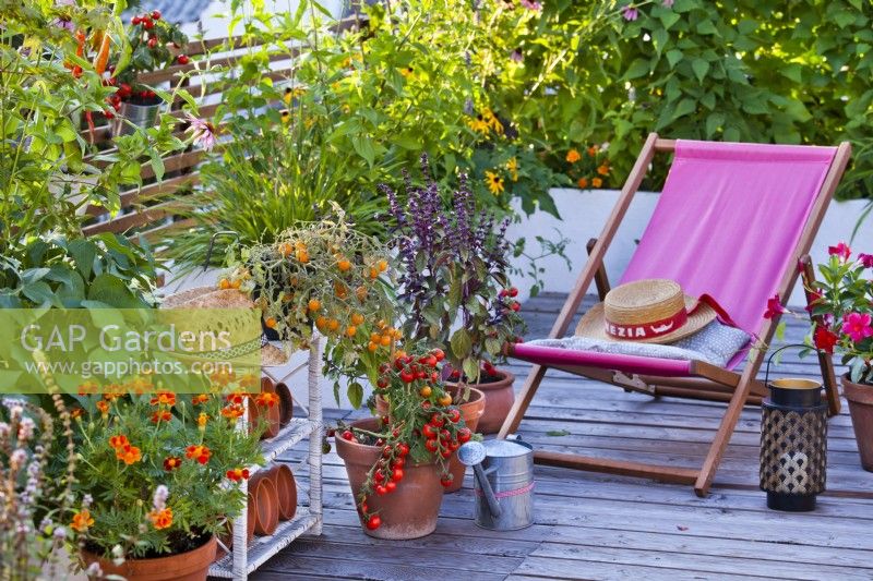 Roof terrace with container grown tomatoes, French marigold and basil.
