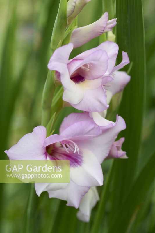 Single colour from Gladiolus Butterfly Mixed