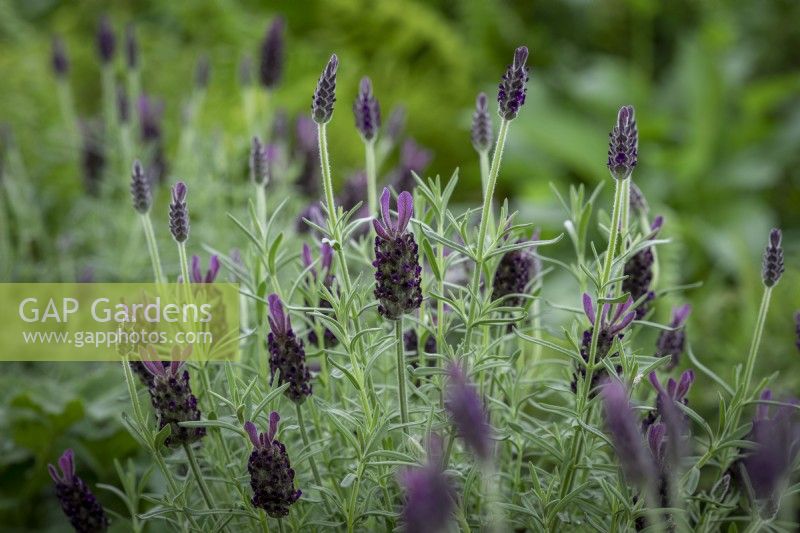 Lavandula stoechas 'Anouk Deluxe Purple' - French Lavender