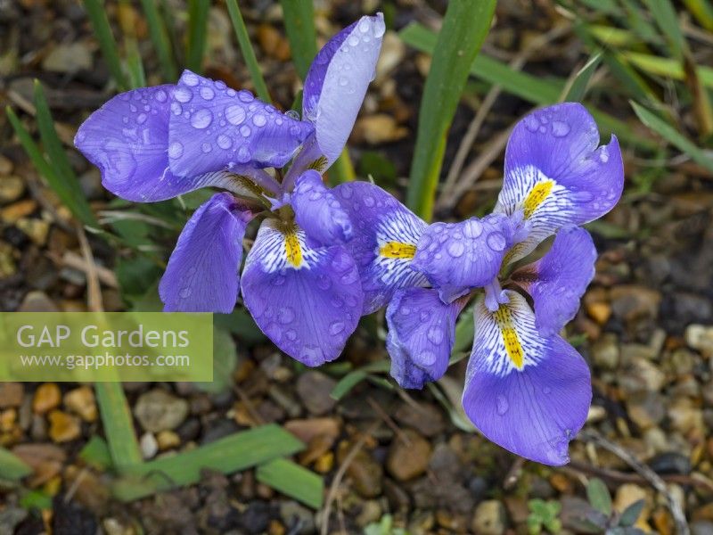 Iris unguicularis speciosa  January Norfolk