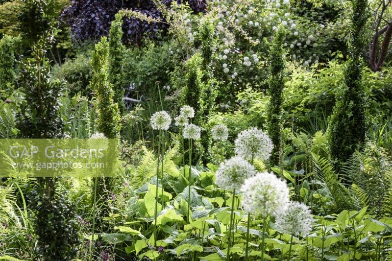 Allium 'White Giant' amongst upright box in a June garden