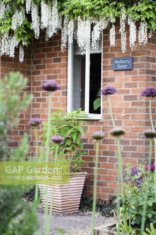 House name plate framed by white wisteria and purple alliums in June