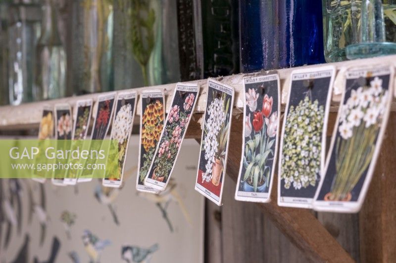 Display of cigarette cards of summer garden flowers