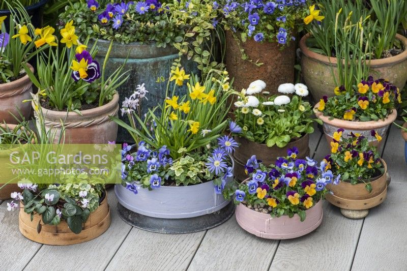 Container display of wooden flour sieves (vintage and painted), terracotta pots and coppers planted with daffodils 'Jet Fire' and 'Tete-a-Tete', annual violas, bellis daisies, windflowers and white cyclamen.