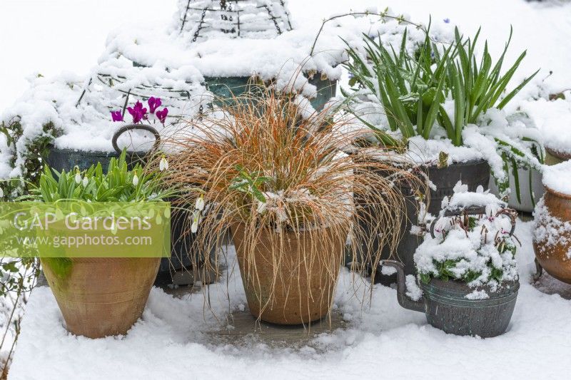 A snowy deck scene, with pots of Carex testacea 'Prairie Fire', cyclamen and leafy Muscari
