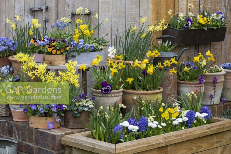 Container display of wooden flour sieves (vintage and painted) and terracotta pots planted with daffodils 'Jet Fire', 'Hawera', 'Pipit' and 'Tete-a-Tete', annual violas, bellis daisies, windflowers, hyacinths and white cyclamen.
