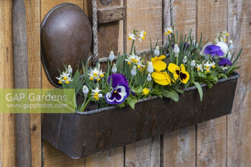 A vintage copper window box is planted with grape hyacinth, Narcissus canaliculatus and pansies.