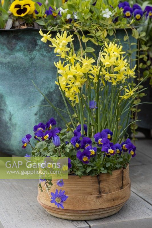 A vintage wooden flour sieve planted with spring display of annual violas, windflowers and Narcissus 'Hawera'.
