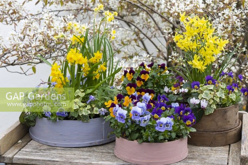 Painted modern and vintage wooden flour sieves planted with spring flowers. Mixed annual violas; Narcissus 'Tete-a-Tete', 'Avalanche' and 'Hawera'; white or pink Cyclamen coum; Anemone blanda and ivy. Backdrop of Amelanchier lamarckii in blossom.