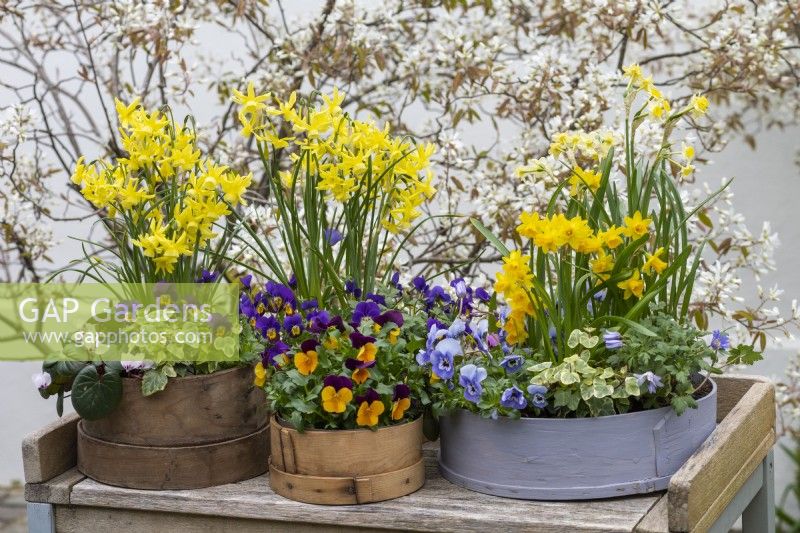 Painted modern and vintage wooden flour sieves planted with spring flowers. Mixed annual violas; Narcissus 'Tete-a-Tete', 'Avalanche' and 'Hawera'; white or pink Cyclamen coum; Anemone blanda and ivy. 
