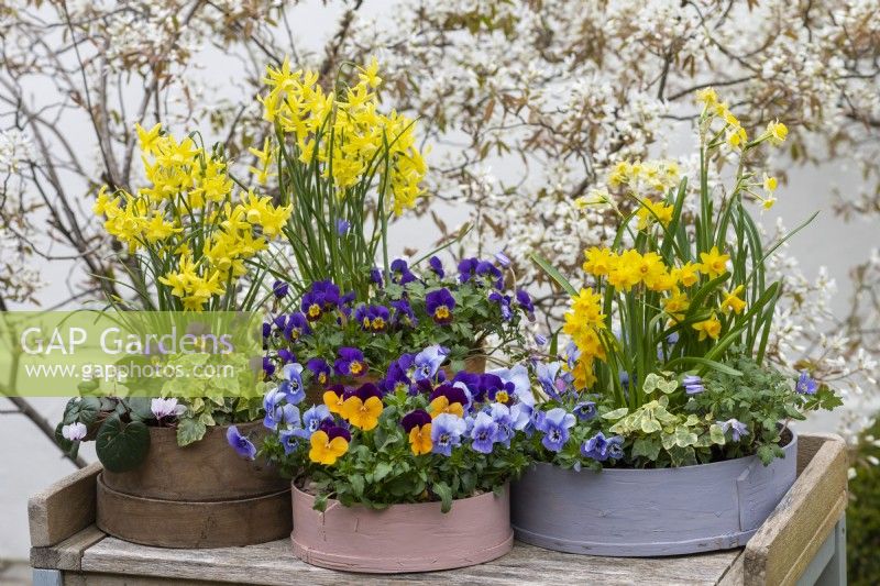 Painted modern and vintage wooden flour sieves planted with spring flowers. Mixed annual violas; Narcissus 'Tete-a-Tete', 'Avalanche' and 'Hawera'; white or pink Cyclamen coum and ivy. 