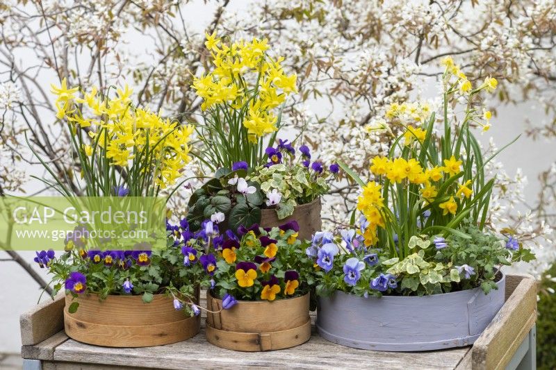 Painted modern and vintage wooden flour sieves planted with spring flowers. Mixed annual violas; Narcissus 'Tete-a-Tete', 'Avalanche' and 'Hawera'; white or pink Cyclamen coum and ivy.