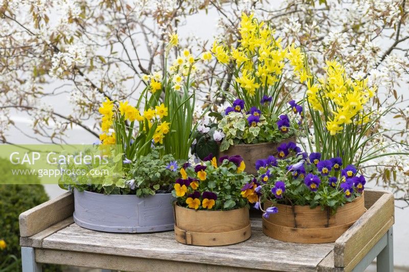 Painted modern and vintage wooden flour sieves planted with spring flowers. Mixed annual violas; Narcissus 'Tete-a-Tete', 'Avalanche' and 'Hawera'; white Cyclamen coum 'Alba' and ivy.