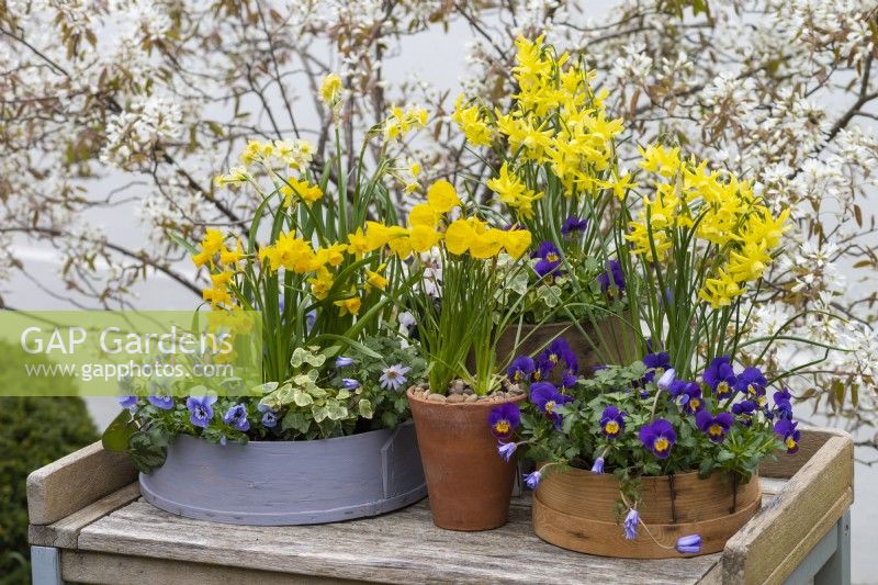 An antique terracotta pot of Narcissus bulbocodium 'Oxford Gold' surrounded in painted and vintage flour sieves planted with miniature daffodils, annual violas, ivies and windflowers.