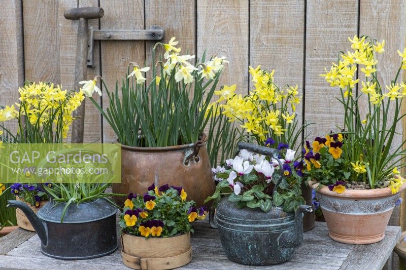 Vintage copper kettles planted with Muscari 'Esther' or white cyclamen. Old flour sieve planted with Viola 'Orange Duet'. Behind, a copper planted contains Narcissus 'W P Milner'. Each side stand Narcissus 'Hawera'.
