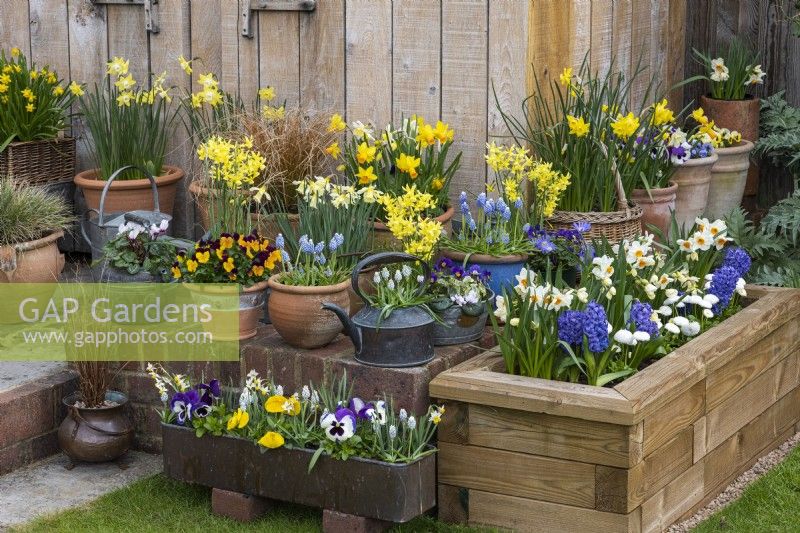 A wooden raised bed is planted with a blue and white spring display of hyacinth, daffodils and daisies. Assorted containers planted with daffodils, violas and muscari.