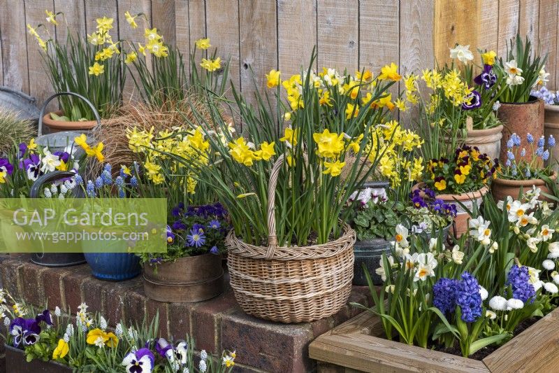 Woven shopping basket planted with Narcissus 'Intrigue', and edged in pots of grape hyacinths, miniature daffodils and violas.