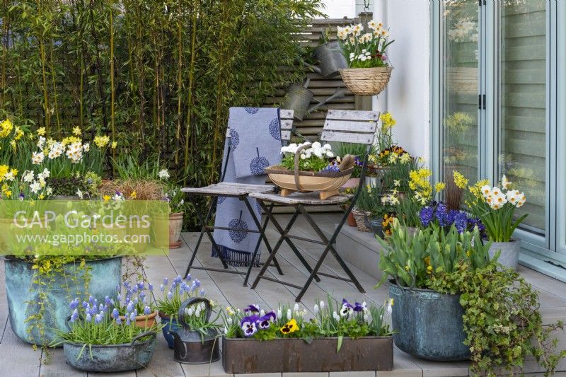 A composite raised deck planted for spring with copper containers and terracotta pots of daffodils, tulips, violas, grape hyacinths and violas.