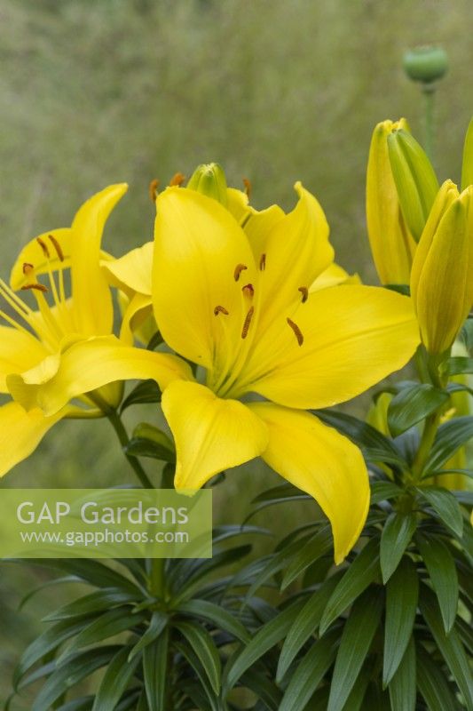 Lilium 'Butter Pixie', a dwarf Asiatic lily bearing large golden flowers in June.
