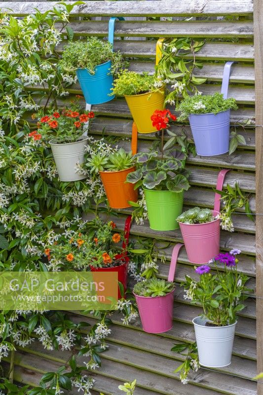 Colourful metal buckets planted with trailing million bells, geranium, sedums and sempervivums.