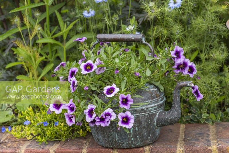 Vintage copper kettle planted with million bells petunias.