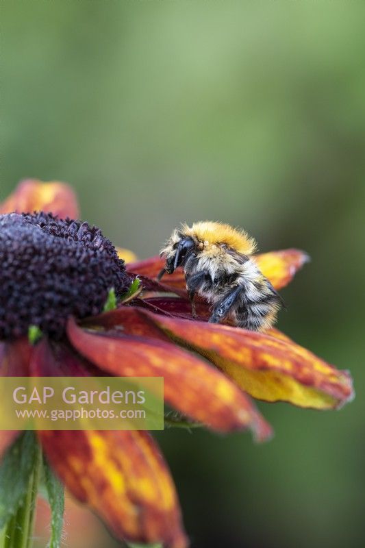 A carder bee on a rudbeckia flower.