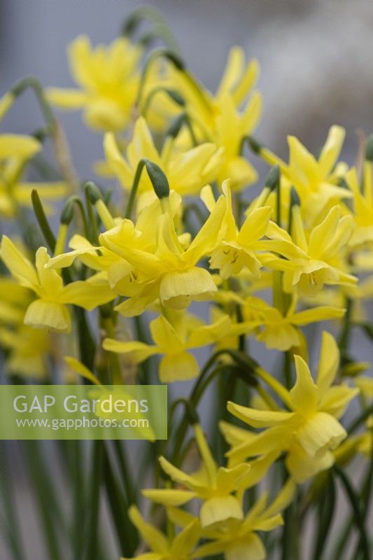 Narcissus 'Hawera', a miniature daffodil flowering in spring with masses of pretty, scented heads per stem.