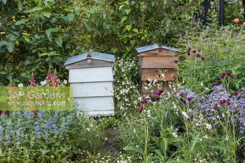 Two beehives are placed amidst nectar rich foxgloves, caryopteris, aster and cirsium.