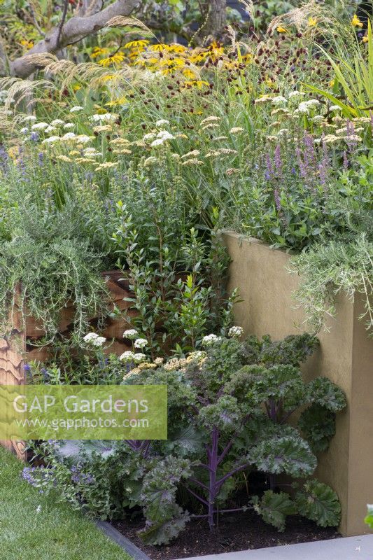 Large containers are planted with rosemary, alliums and achillea: at ground level, purple kale.