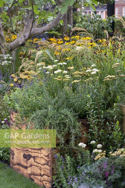 A wooden crate is planted with rosemary, alliums, achillea and catmint.