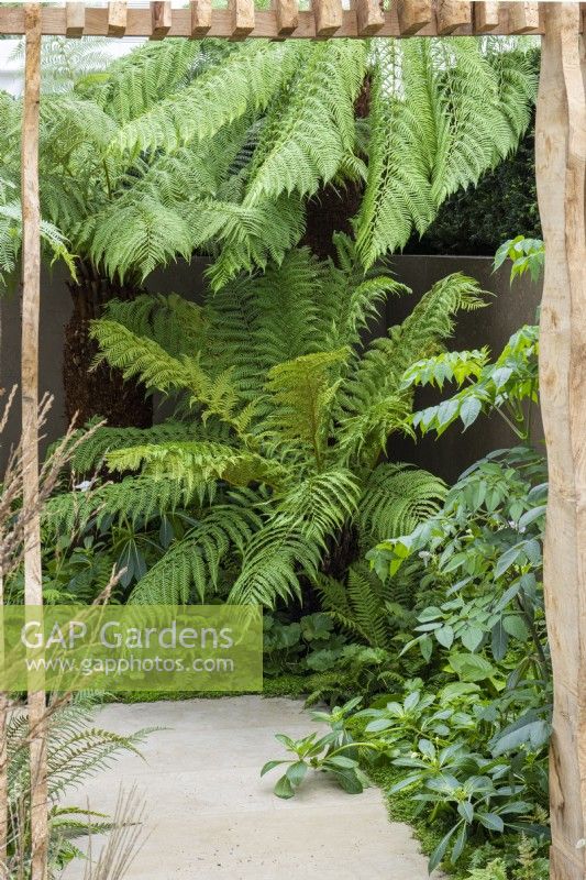 A doorway crafted from sustainably-sourced oak frames the view of Australian tree ferns, Dicksonia antarctica.