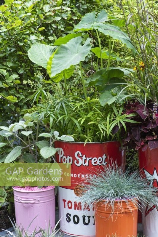 A small town courtyard inspired by Pop Art and Street Art, with assorted metal containers (vintage and repurposed kitchen bins) planted with blue fescue, umbrella plant and alocasia.