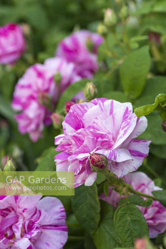 Pink-and-white striped Rosa gallica 'Versicolor', rosa mundi,a fragrant rose flowering in June.