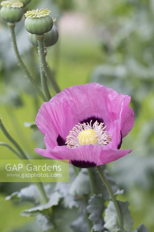Papaver somniferum, opium poppy, a self-seeding annual flowering from June.