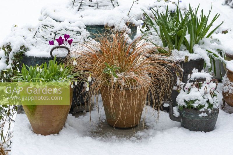 A snowy deck scene, with pots of Carex testacea 'Prairie Fire', snowdrops, cyclamen and leafy Muscari