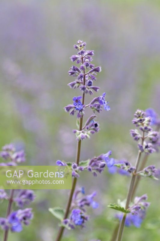 Nepeta 'Six Hills Giant', catmint, an aromatic perennial flowering from June.