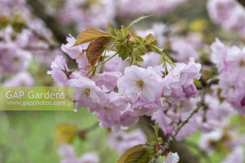 Prunus 'Usa-susane', an ornamental cherry with pink blossom in April.