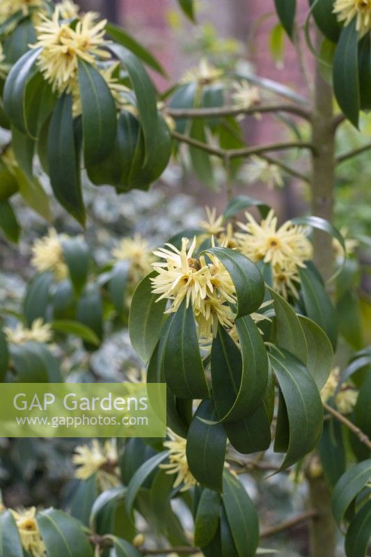 Illicium simonsii, a rare evergreen tree with flowers in spring.