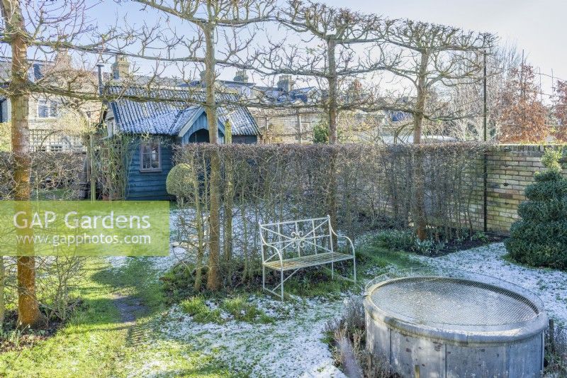 View of walled town garden in winter with hawthorn hedge and pleached field maples. Wrought iron garden bench, raised circular pond covered with wire mesh to protect fish from Herons. January